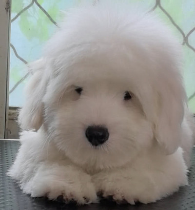 陈德锋